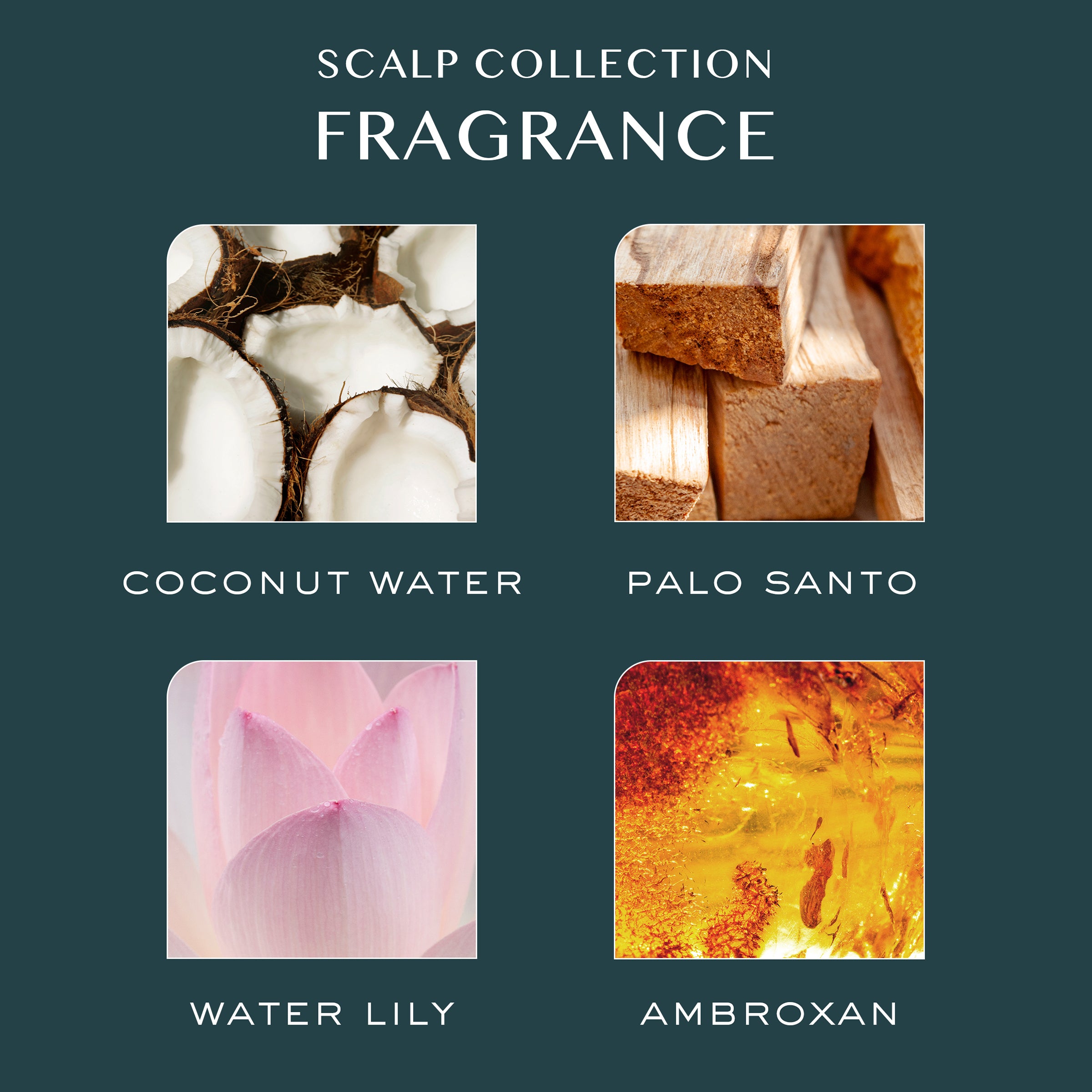 Daily Scalp + Hair Mask